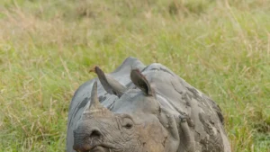 Indian rhinoceros in Kaziranga National Park Assam